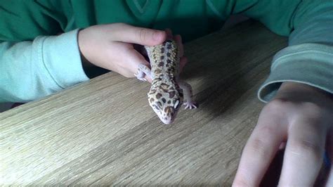 How To Breed Leopard Geckos 6 Steps Instructables