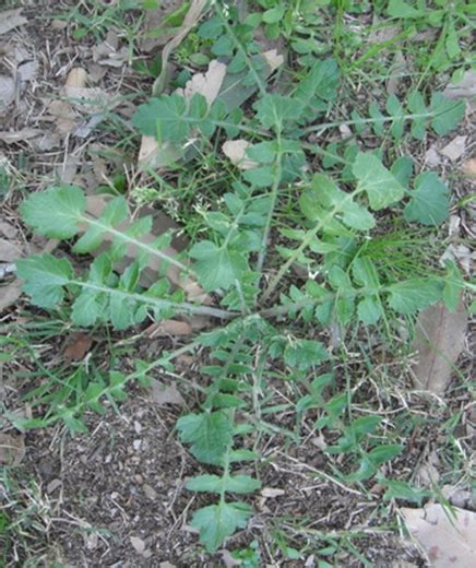 Broadleaf Lawn Weeds Identification