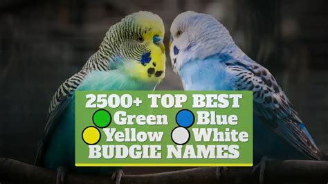 2500 Top Best Green Blue Yellow White Budgie Names