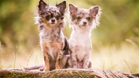 Merle Chihuahua Are They Real Chihuahuas What You Need To Know