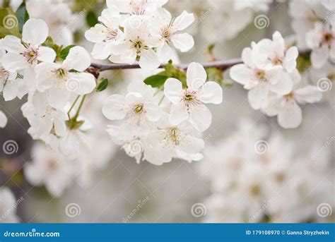 Lush Flowering Cherry Tree In The Garden White Delicate Cherry Flowers