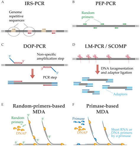 ijms free full text dna polymerases for whole genome amplification considerations and