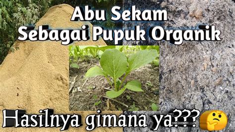 Cara Membuat Abu Sekam dan Pengaplikasiannya Terhadap Tanaman - YouTube