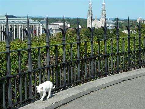 Canadian Parliamentary Cats Wikipedia Kittens Cutest Cats And