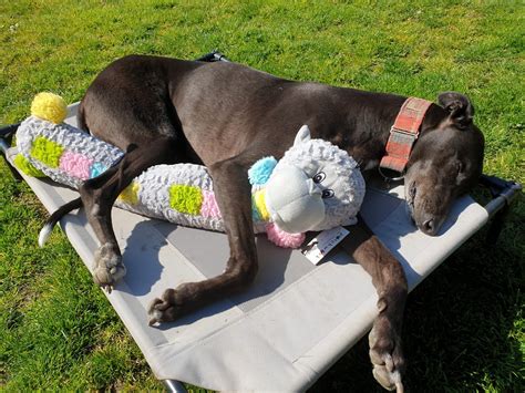 For thousands of years, greyhounds have been bred to hunt by sighting and then outrunning their prey. Patchwork Pet Pastel Monkey Stick | Kent Greyhound Rescue
