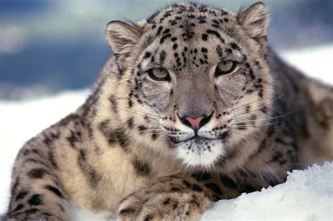 Снежный барс · Кошачьи · Хищные · МЛЕКОПИТАЮЩИЕ · Животные
