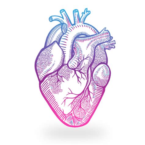 Anatomical Heart Png