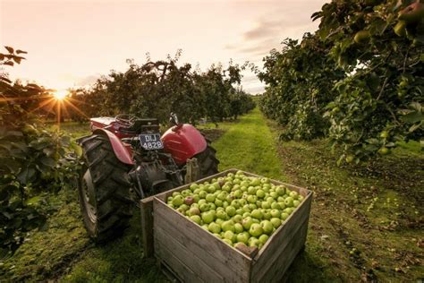 Armagh Apple Orchards Tourism Experience Vision For The Future