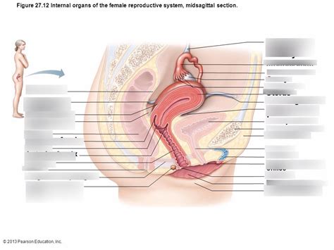 Learn about the female reproductive system's anatomy through diagrams and detailed facts. Diagram and Wiring: Diagram Of Internal Organs Female