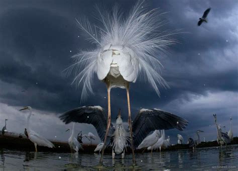 Best Wildlife Photography 17