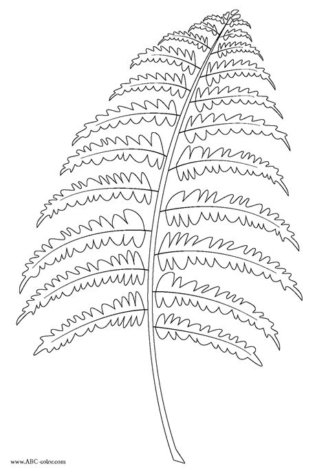 Fern Coloring Download Fern Coloring For Free 2019