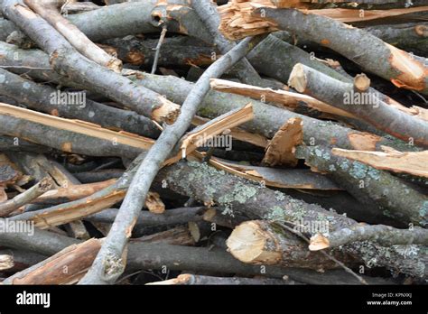 Piles Of Branches Stock Photo Alamy