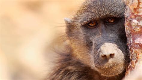 Baboons Use Intimidation To Win Females