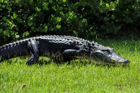 Everglades National Park One Day Itinerary