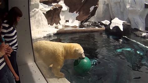 Gopro Hero Hd Polar Bear At Wild Arctic Sea World San Diego Youtube