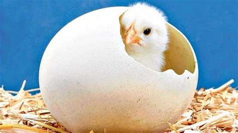 Mau Tahu Saat Menetas Bagaimana Anak Ayam Pecahkan Telurnya Sains