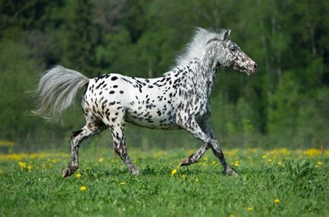 9 Spotted Horse Breeds With Pictures Pet Keen