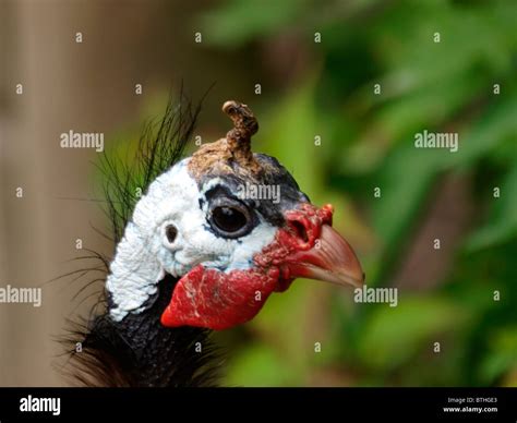 Guinea Fowl Head Stock Photo Alamy