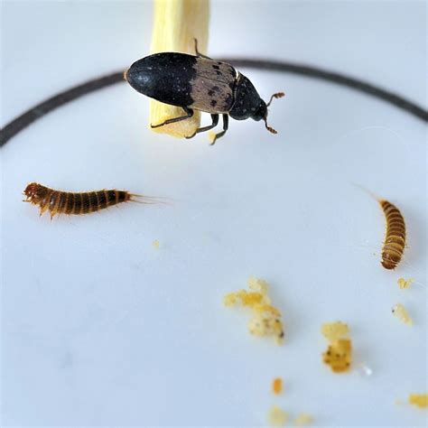 Black Larder Beetle Control And Treatments Home