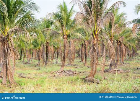 Landscape Of Coconut Palm Plantation In Tropical Country Stock Photo