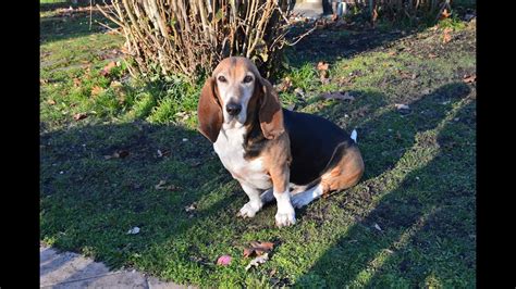 4 garde chien à domicile. Garde de chien à Bordeaux, l'échange entre particuliers ...