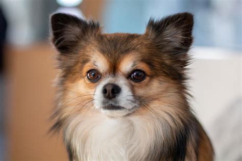 Discover The Best Small Dog Breeds For Apartments The Pawesome Post