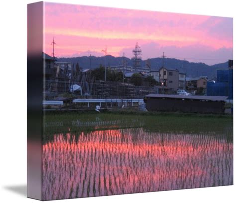 Pink Sunset Reflection In Rice Field By Darwin Cruz