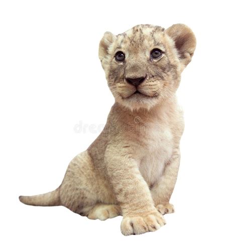 Baby Lion Isolated On White Background Stock Image Image Of Whisker