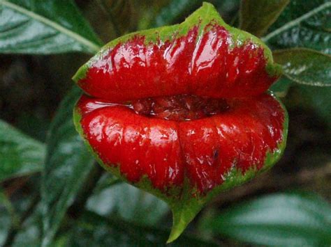 South america is home to the planet's largest rainforest. P9050177.jpg (1600×1200) | Amazon rainforest plants ...