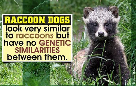 Facts About The Raccoon Dog A Rare But Endangered Species