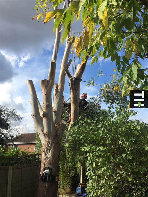 Simply enter your zip code and the number of feet the tree is, click update and you will see a breakdown on what it should cost to have a large tree removed in your local area. Cost Of Eucalyptus Tree Removal In Rayleigh - Tree ...