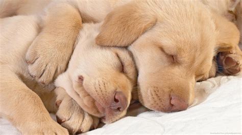 Free Download Download 1600x900 Two Cutest Dogs Ever Wallpaper