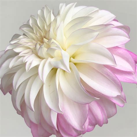 Comprehensive Dahlia Variety Guide By Color Dahlia Beautiful Flowers