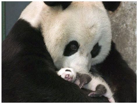 Momma Panda With Baby Panda Love Cute Panda Tiny Panda Happy Panda
