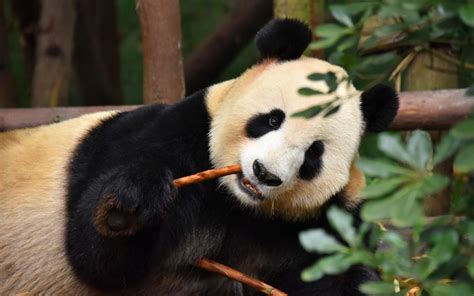Download Wallpapers Panda Cute Animals Panda Eats Twigs Wildlife