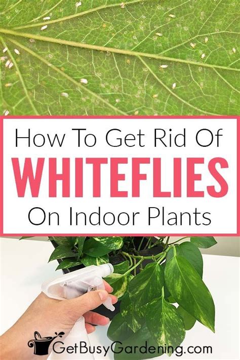 How To Get Rid Of Whiteflies On Indoor Plants For Good White Flies