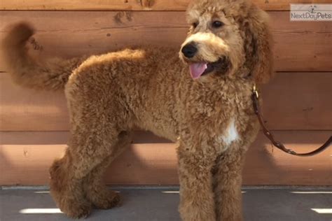 Visit us now to find your dog. Suzy: Cockapoo puppy for sale near Colorado Springs ...