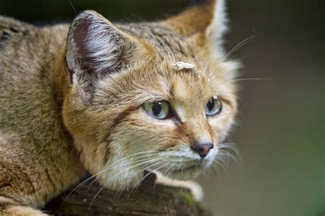 The Rarest Exotic Cats That Are Kept As Pets Pethelpful