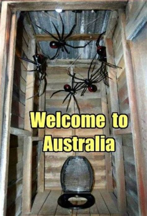 Spiders Of Australia Barnorama