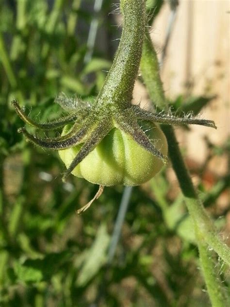 Most people do prune the indeterminate plants, focusing on removing the shoots that form in the crotch of each horizontal. Heirloom Black Krim tomatoes | Christmas ornaments ...
