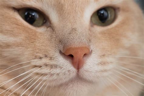 Can Cats Break Their Nose Your Questions Answered