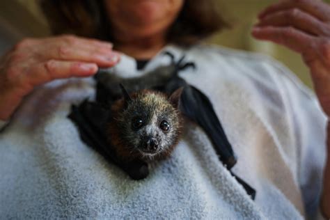 Wildlife Carers Overwhelmed As Grey Headed Flying Foxes Experience Mass