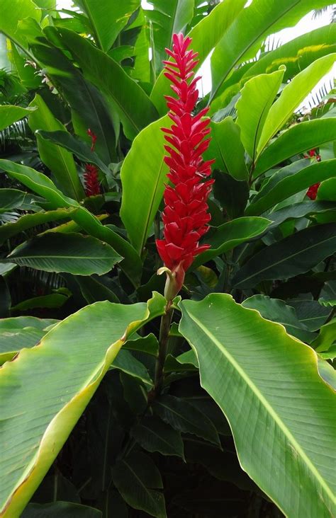 Call linwood homes to learn more: In red | Plant leaves, Tropical flowers, Botanical gardens