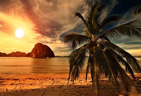 Tropical Beach Palm Tree Sunset Ocean Sea Sunlight Clouds