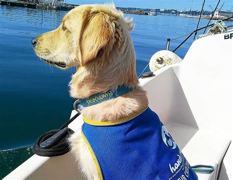 Maybe you would like to learn more about one of these? Le Télégramme - Finistère - Finistère. Handi'Chiens ...