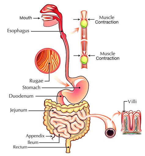 Digestive System Labelled