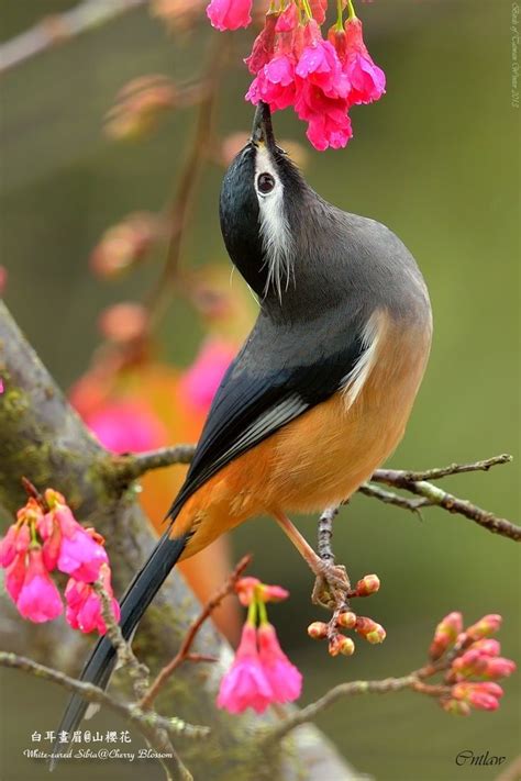 511 Best Images About Colorful Birds On Pinterest