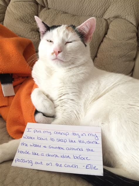 Best Cat Shaming Hilarious Laughing Pictures Cat Shaming Bad Cats