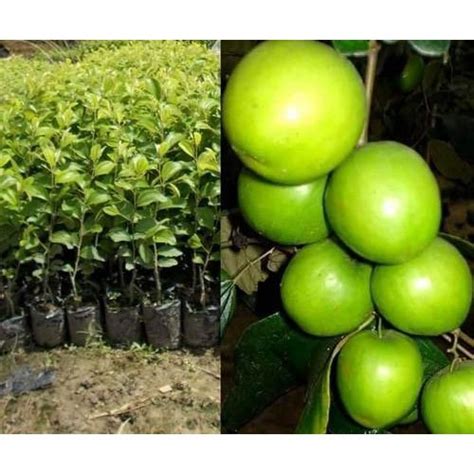 Well Watered Apple Ber Plants Packaging Type Plastic Bag At Best Price In North 24 Parganas