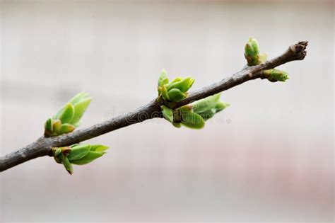 Green Buds On A Tree Branch Stock Photo Image Of Outdoor Botanical